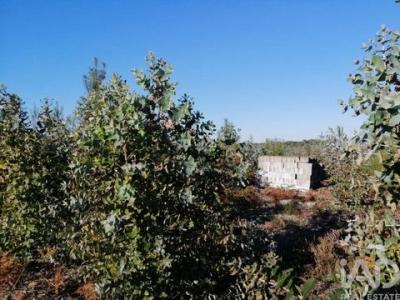Acheter Terrain Leiria r�gion LEIRIA