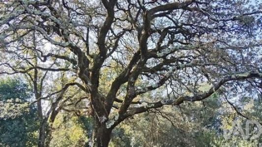 Acheter Maison Ansiao r�gion LEIRIA