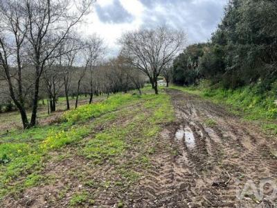 Acheter Terrain 9800 m2 Sintra