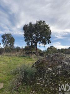 Acheter Terrain 4120 m2 Idanha-a-nova