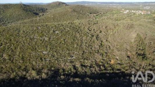 Acheter Terrain 32767 m2 Ferreira-do-zezere