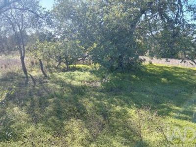 Acheter Terrain 560 m2 Sao-bras-de-alportel