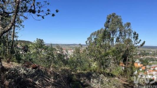 Acheter Terrain 3040 m2 Coimbra