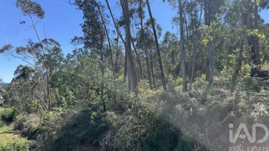 Acheter Terrain Coimbra r�gion LEIRIA