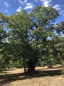 Acheter Maison Braganca r�gion BRAGANCA