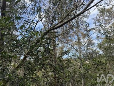 Acheter Terrain 16500 m2 Sesimbra