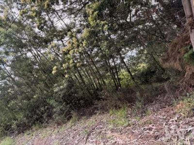 Acheter Terrain 4720 m2 Santa-cruz