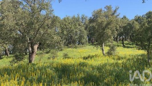Acheter Terrain Ponte-de-sor r�gion PORTALEGRE