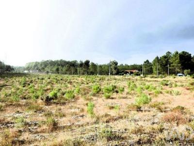 Acheter Terrain Alcobaca r�gion LEIRIA