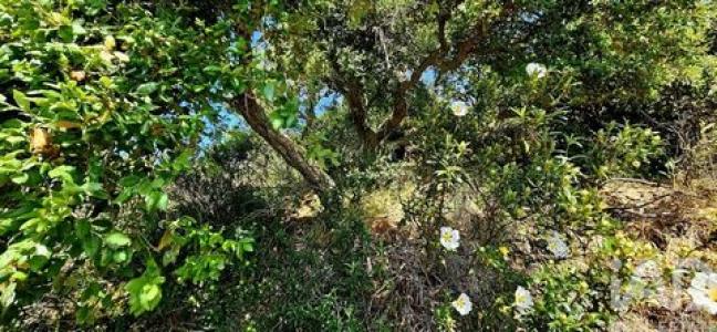 Acheter Terrain Vila-do-bispo r�gion FARO