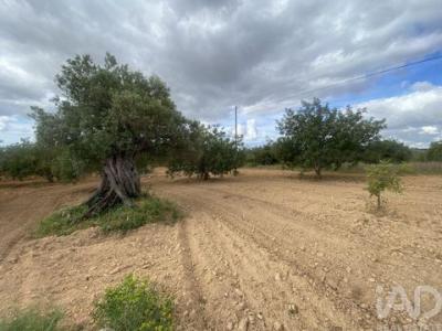 Acheter Terrain 4664 m2 Loule