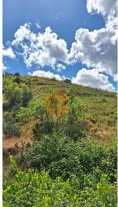 Acheter Terrain 5960 m2 Castro-marim