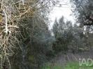 Acheter Terrain FERREIRA-DO-ZEZERE r�gion SANTAREM