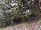 Acheter Terrain 4720 m2 SANTA-CRUZ
