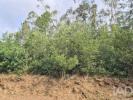 Acheter Terrain 2320 m2 SANTA-MARIA-DA-FEIRA