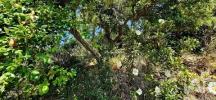 Acheter Terrain VILA-DO-BISPO r�gion FARO