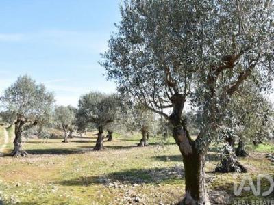 Acheter Terrain 4560 m2 Ferreira-do-zezere