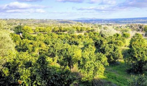 Acheter Terrain 9097 m2 Albufeira