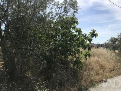 Vente Terrain Leiria COLMEIAS-E-MEMA�RIA 10 au Portugal