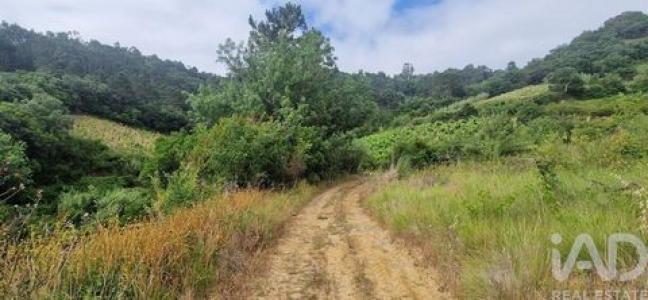 Annonce Vente Terrain Mafra