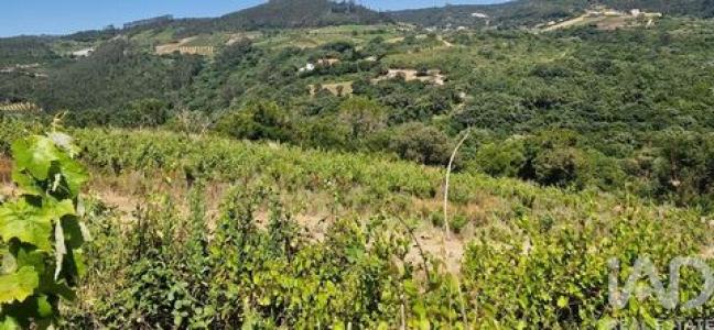 Acheter Terrain 9499 m2 Mafra
