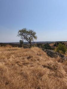 Acheter Terrain 4000 m2 Alcoutim
