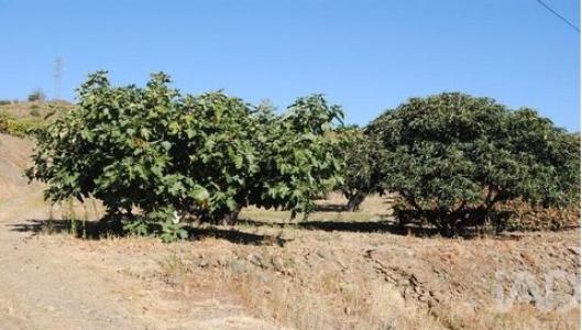 Acheter Terrain 32767 m2 Vila-flor