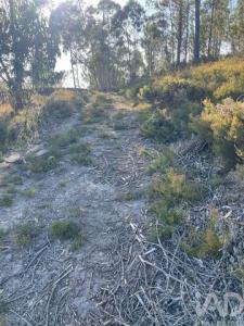 Acheter Terrain Paredes r�gion AVEIRO