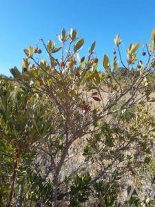 Acheter Terrain 5016 m2 Albufeira