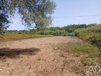 Acheter Terrain Vagos r�gion AVEIRO