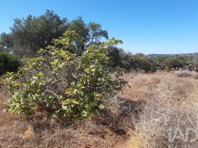 Acheter Terrain Loule r�gion FARO