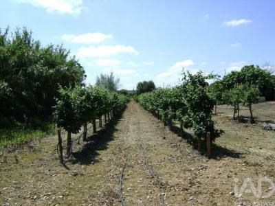 Acheter Terrain 32767 m2 Beja