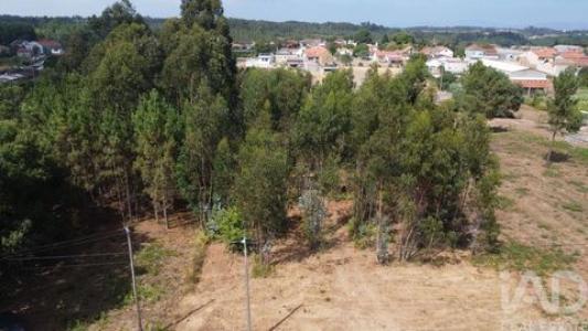 Vente Terrain Anadia SANGALHOS 01 au Portugal