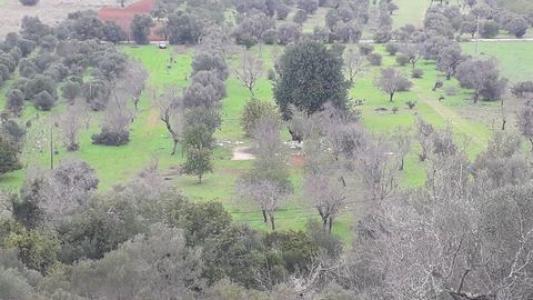 Annonce Vente Terrain Paderne