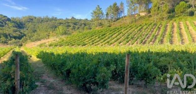 Acheter Maison 32767 m2 Santarem