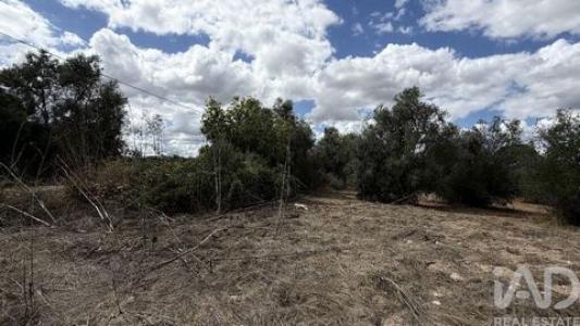 Acheter Terrain 32767 m2 Santarem