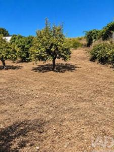 Acheter Terrain Castelo-branco r�gion BRAGANCA