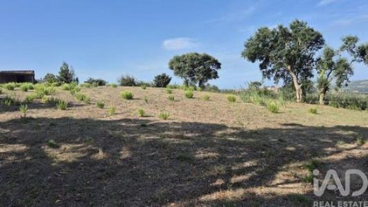 Annonce Vente Terrain Alcobaca