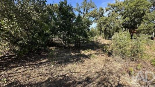 Annonce Vente Terrain Pedrogao-grande