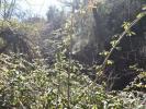 Acheter Terrain OUREM r�gion SANTAREM