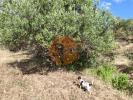 Acheter Terrain CASTRO-MARIM r�gion FARO