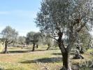Acheter Terrain 4560 m2 FERREIRA-DO-ZEZERE
