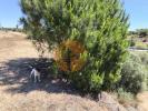 Acheter Terrain 17120 m2 CASTRO-MARIM