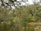 Acheter Terrain 4120 m2 FERREIRA-DO-ZEZERE