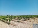 Annonce Vente Terrain CANHA