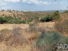 Annonce Vente Terrain ALMODOVAR