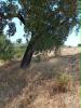 Acheter Terrain 3000 m2 ALMODOVAR