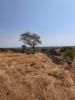 Acheter Terrain 4000 m2 ALCOUTIM