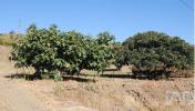 Acheter Terrain 32767 m2 VILA-FLOR