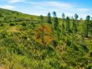 Acheter Terrain TAVIRA r�gion FARO